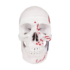 Color Coded Medical Plastic Skull Model for Studying Anatomy