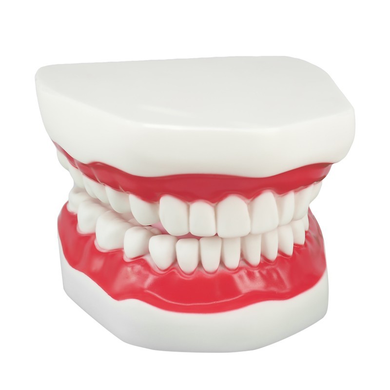 Mouth Model for Speech Therapy with Movable Tongue, 6 Times Enlarge