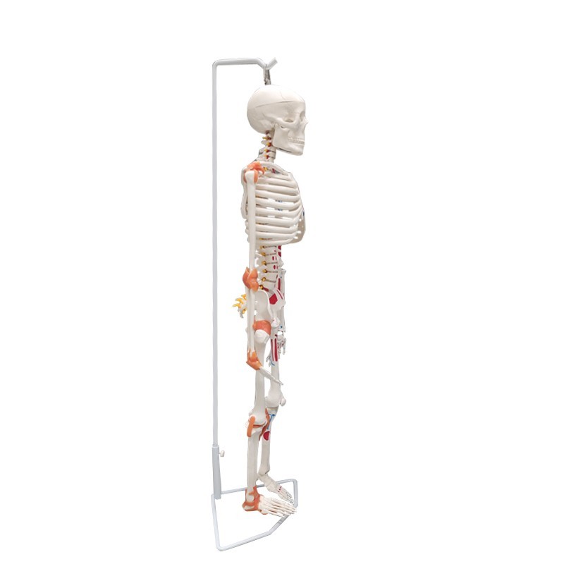 Flexible & Posable Skeleton Educational Model, 85cm
