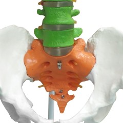 85cm Colored Human Spine Model with Pelvis for Education