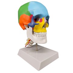 1:1 Scale Colorful Human Skull With Cervical Vertebra Anatomical Educational Model