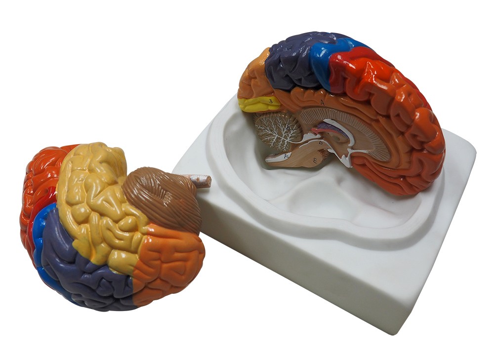 Coloured Human Brain Model(2 Part) for Medical Students