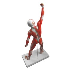 Human muscle display model