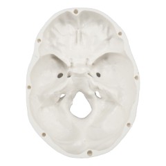 Small Human Skull Model for Medical Students