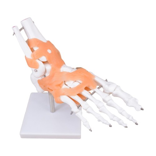 Right Foot Skeleton Model with Ligaments &amp; Tibia &amp; Fibula