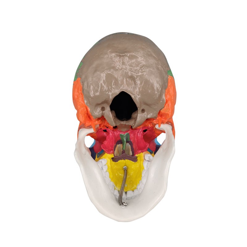 Didactic Skull with Colored Bones Human Antomy Model
