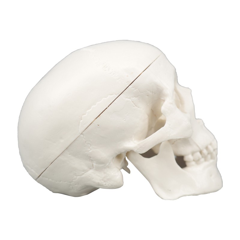 Small Human Skull Model for Medical Students