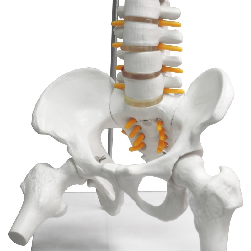 Didactic Flexible Human Spine Nerves Model with Removable Pelvis, 45cm