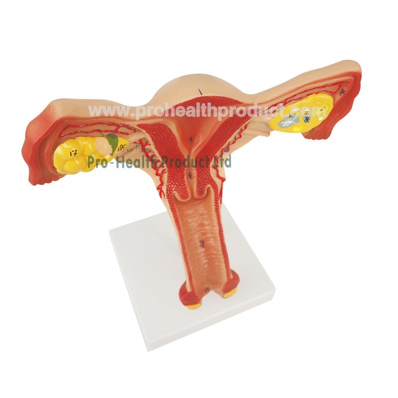 Normal Uterus Ovary Anatomy Model
