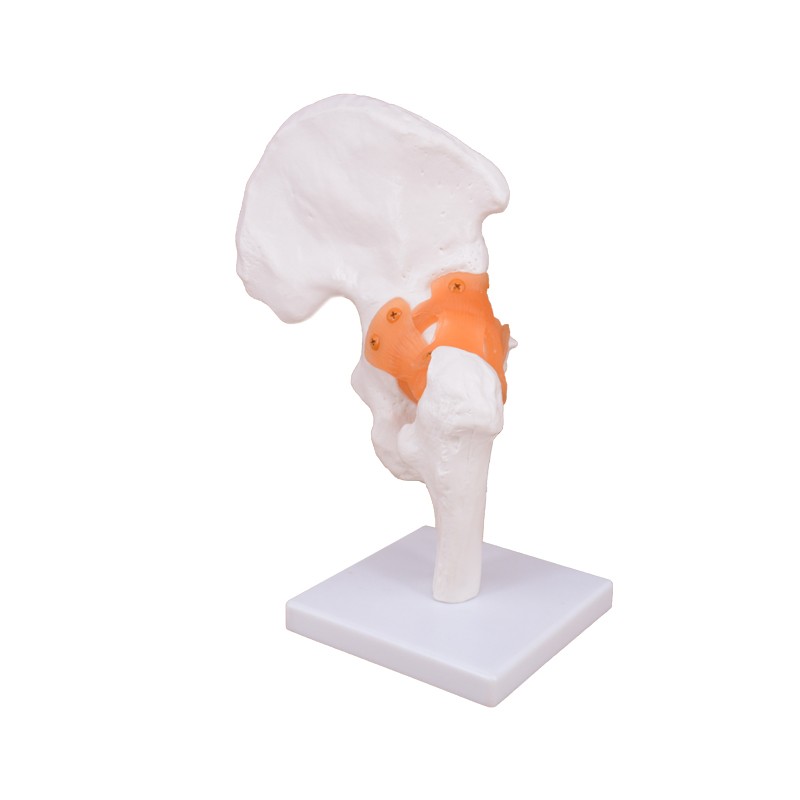 Functional Human Hip Joint Model with Ligaments