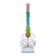 Colored Vertebrae Column Model with Disc Pelvis & Femur, 45cm