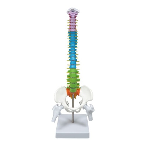 45cm colored spine model