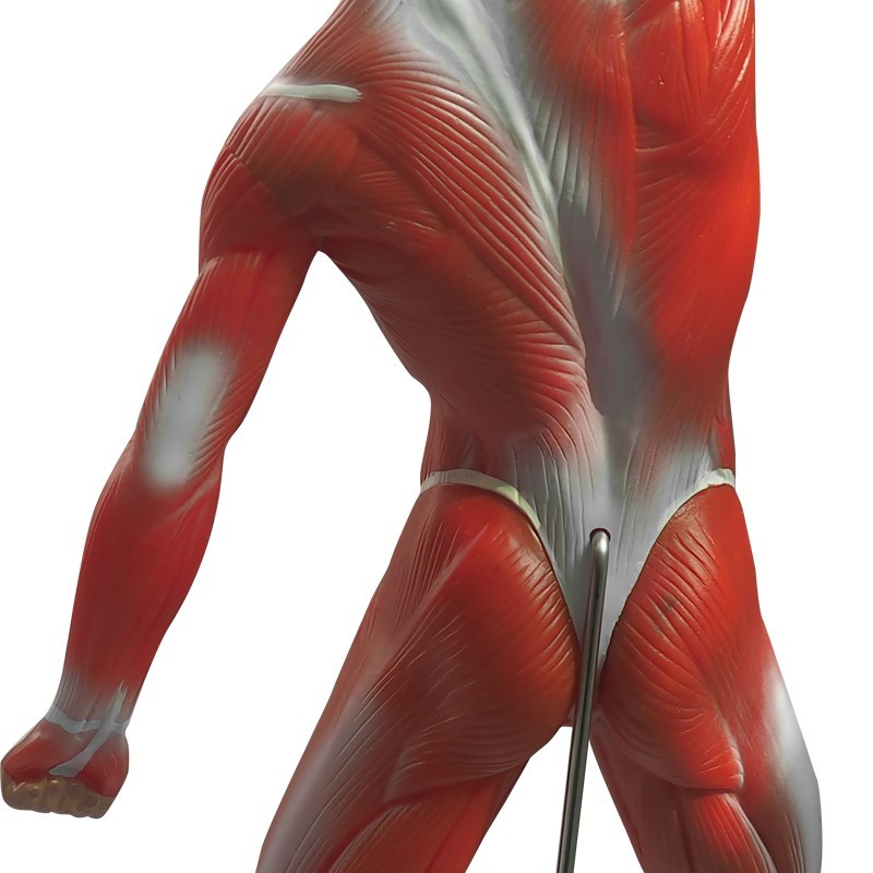 Human muscle display model