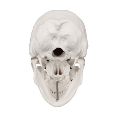 Life Size PVC Anatomy Skull 3D Model, White