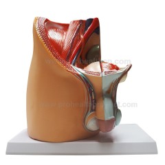 Pelvic Cavity Structural Model