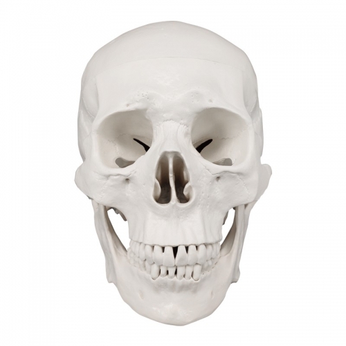 Life Size PVC Anatomy White Skull 3D Model