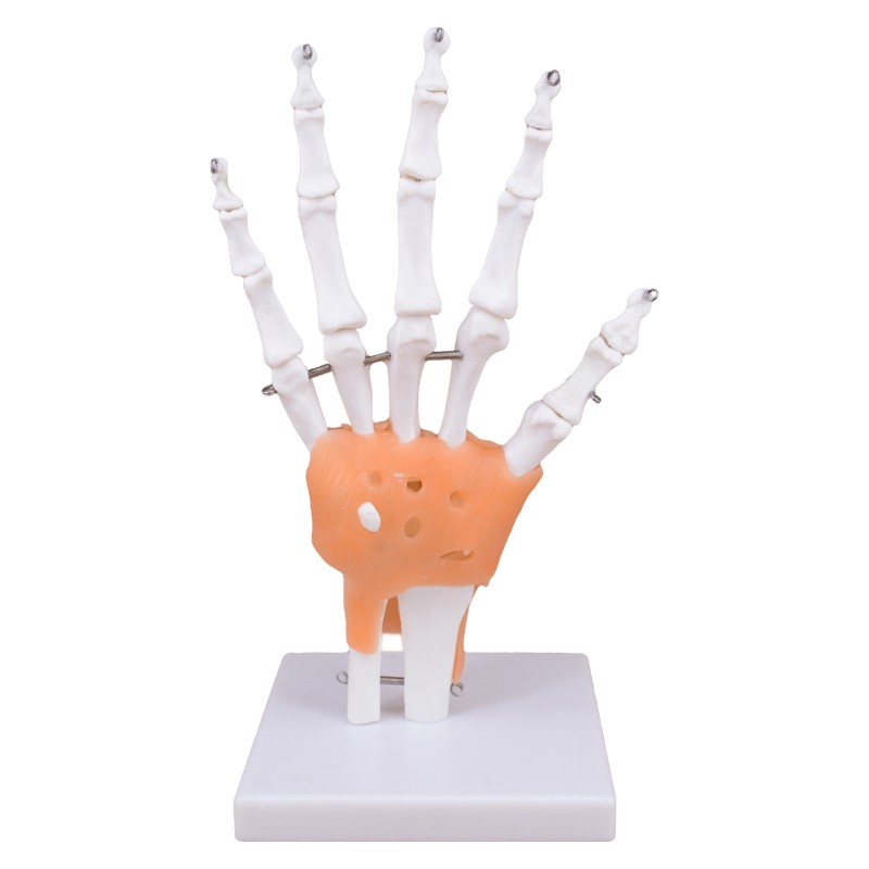 Skeleton Hand 3D Model with Ligaments