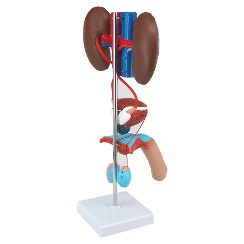 Genitourinary System Model