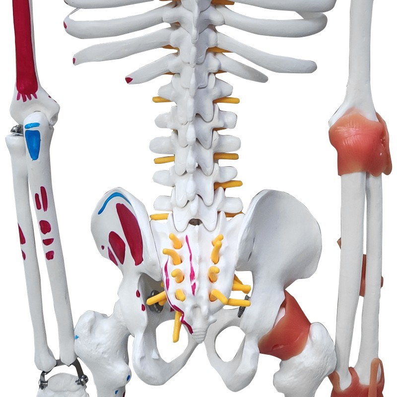 Flexible & Posable Skeleton Educational Model, 85cm