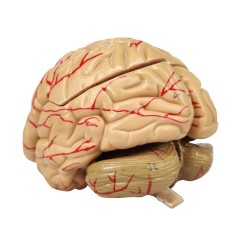 Medical Skull and Brain Model Colored for Osteopathic Study