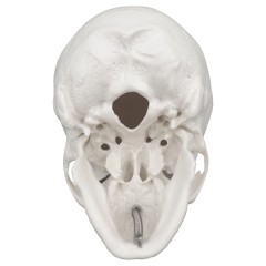 Small Human Skull Model for Medical Students