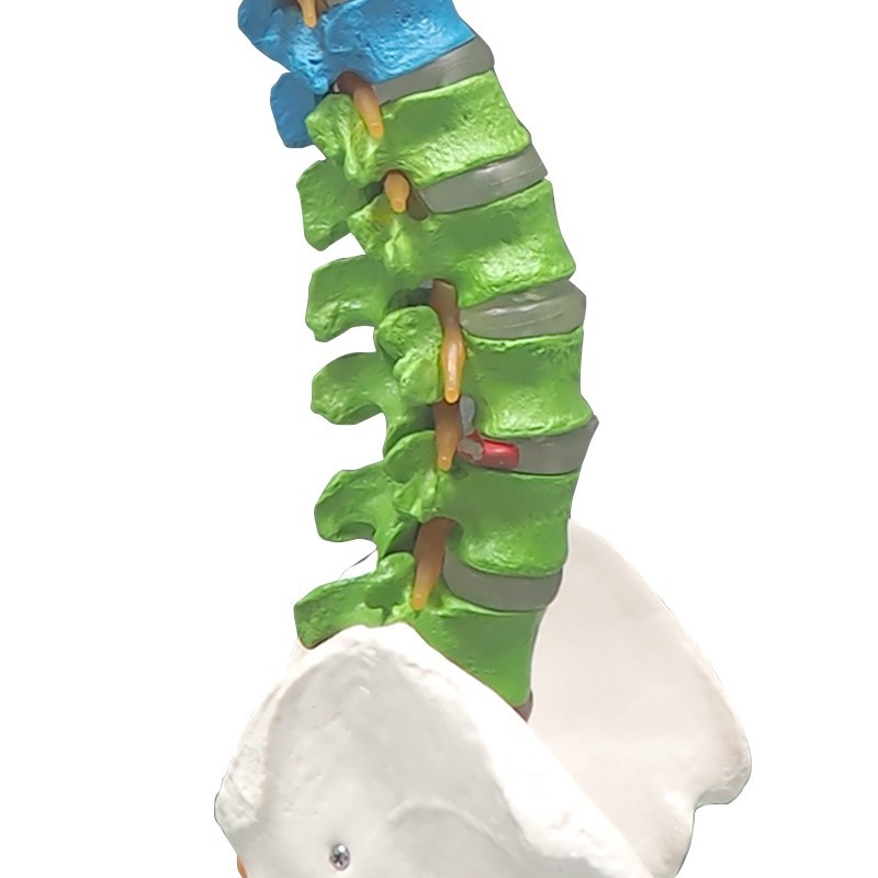 85cm Colored Human Spine Model with Pelvis for Education