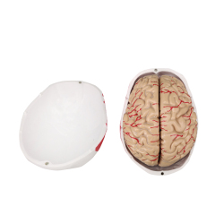 Colored 3D Skull Model with Labels with 8 Parts Artery Brain