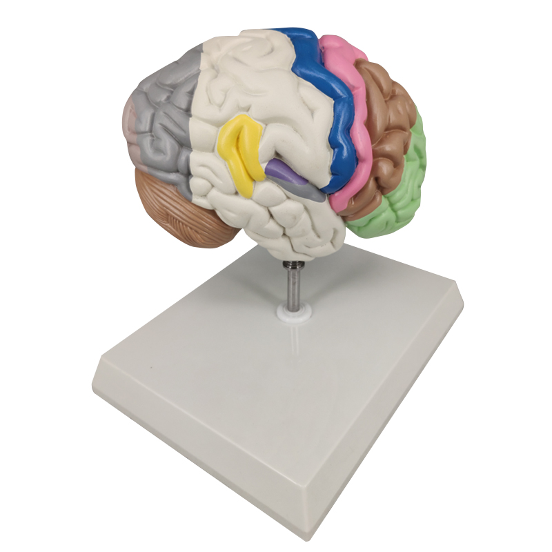 Half Brain Model, Colored Sensory and Motor Areas