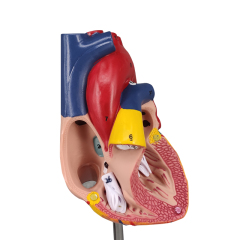 Human Heart Model