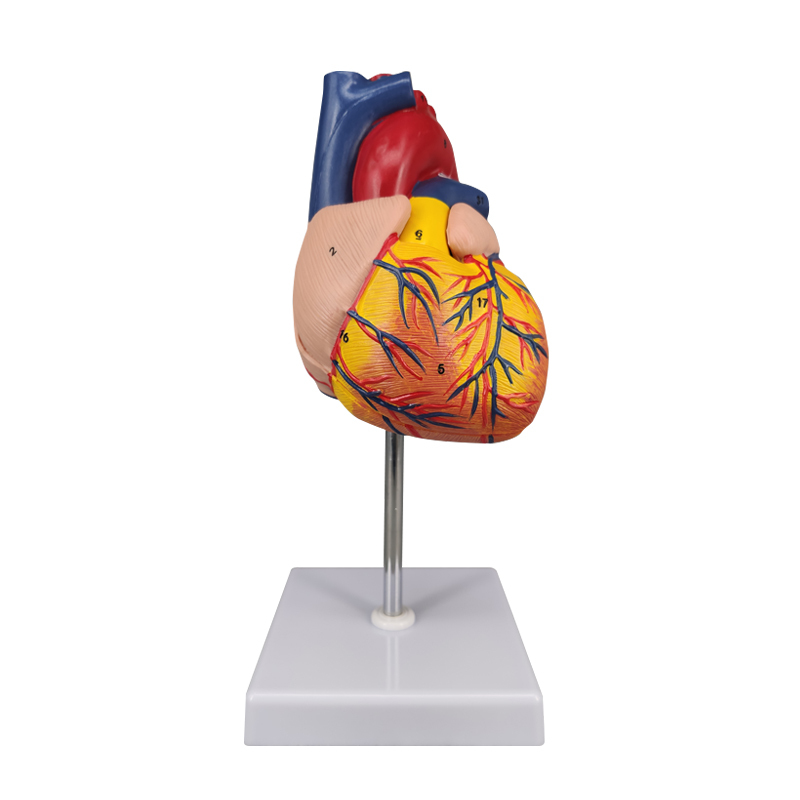 Human Heart Model