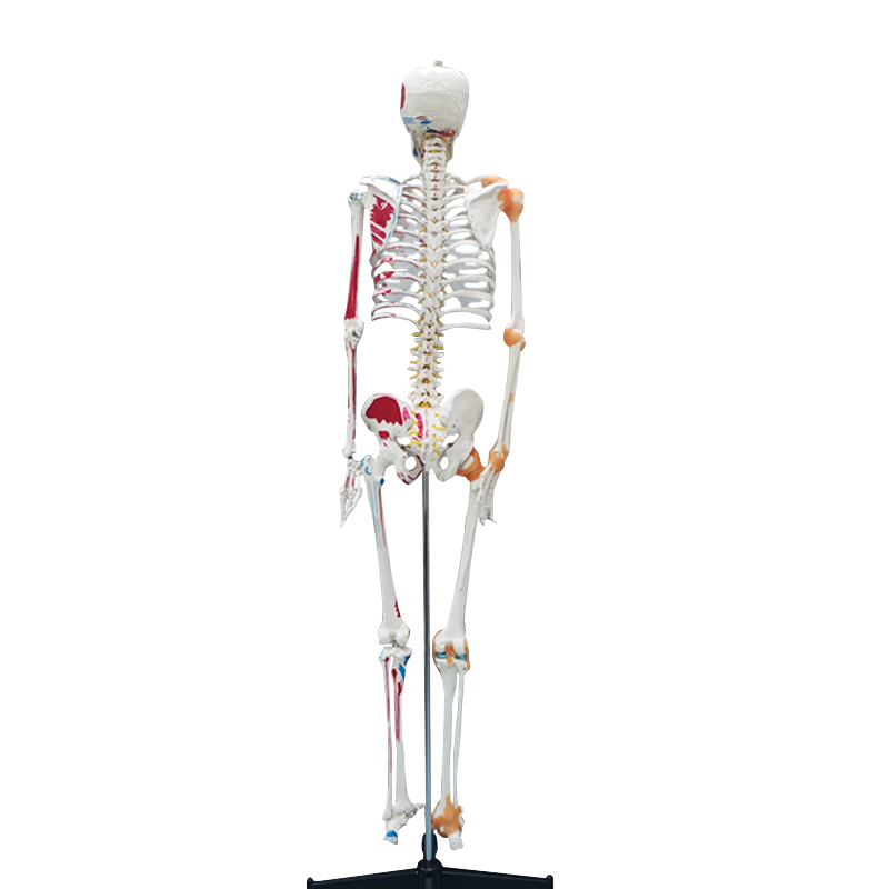 Full Skeleton Model 180cm with Colored Ligaments, Nerve, Stand