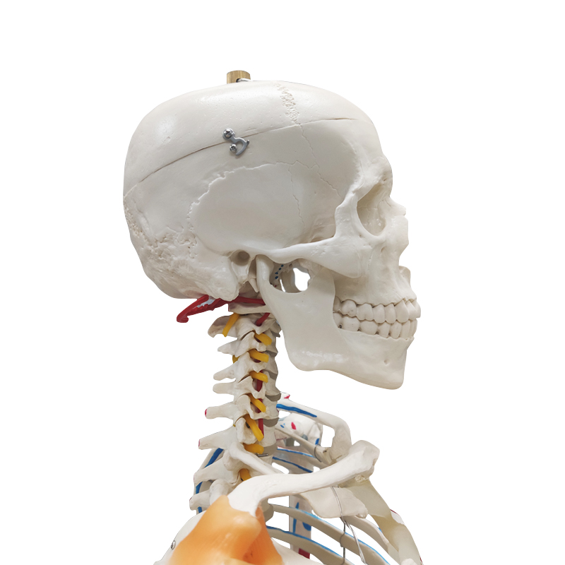 Full Skeleton Model 180cm with Colored Ligaments, Nerve, Stand