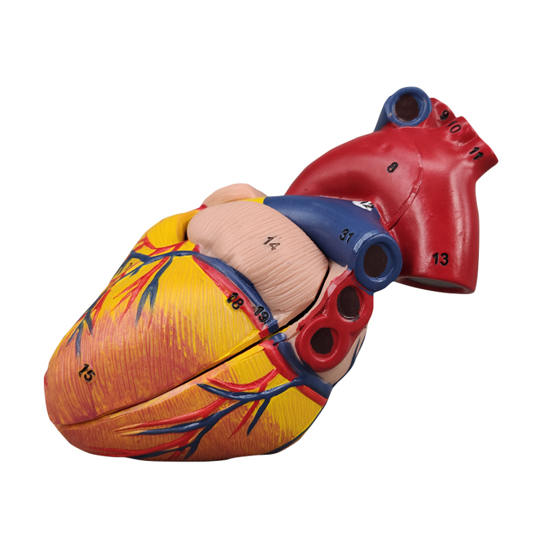 Human Heart Model