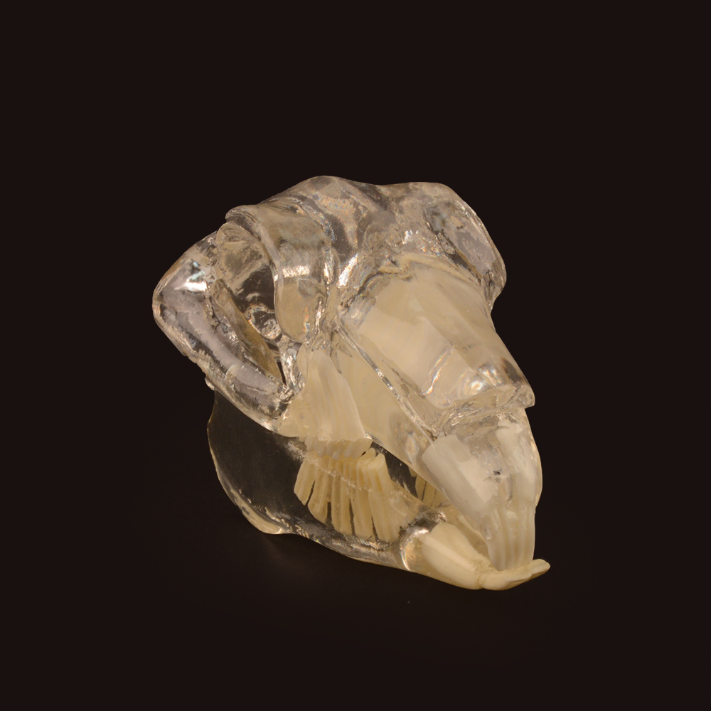 Clear 3D Rabbit Teeth Dentition Model with Skull, Jaw for Teaching