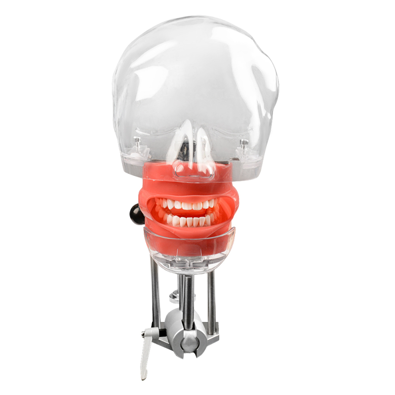 Advanced Dental Phamtom Head for Students/Dentist Typodont Practice