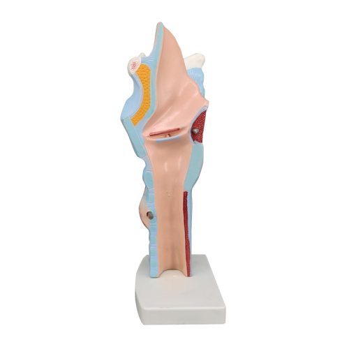 Magnified Human Larynx Model, 3X Life-Size, 3 Parts