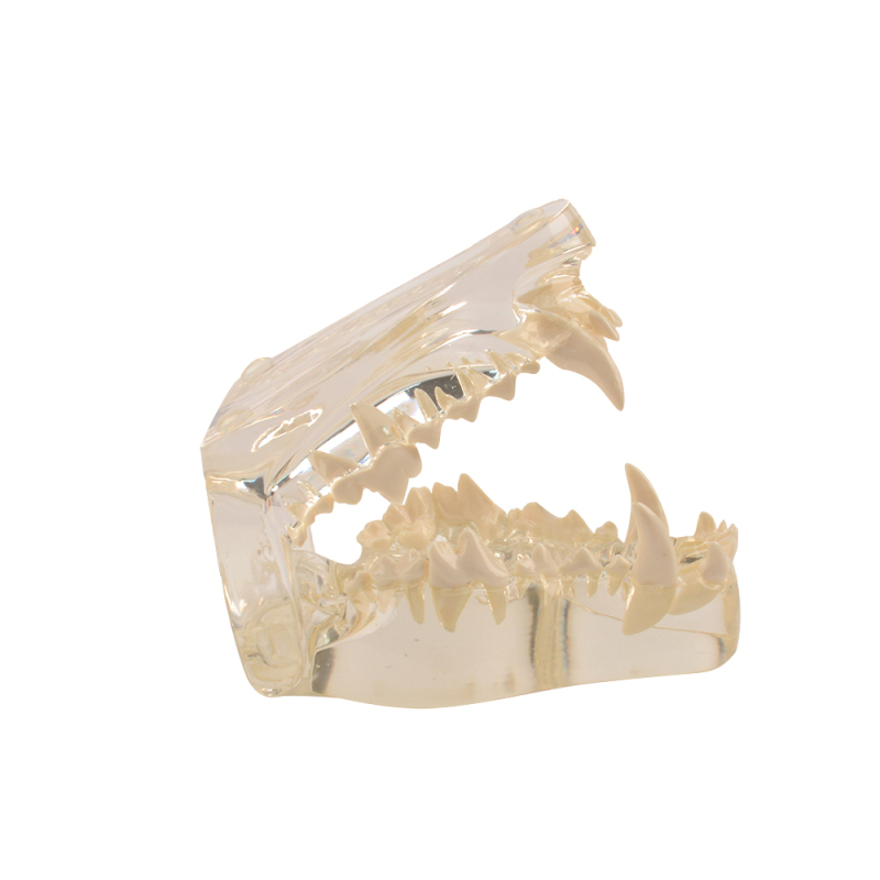 Canine Dental Model - Transparent Dog Jaw Bone, Veterinary Teaching