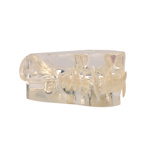 Feline Dental Model - Cat Teeth and Clear Jaw Veterinary Educational Tool