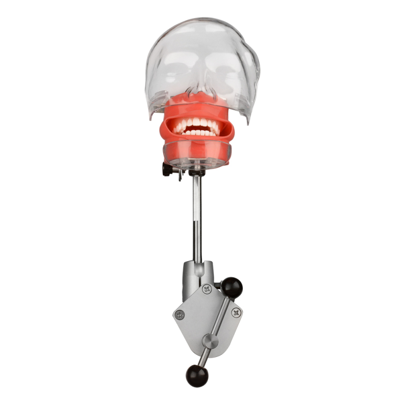 Advanced Dental Phamtom Head for Students/Dentist Typodont Practice