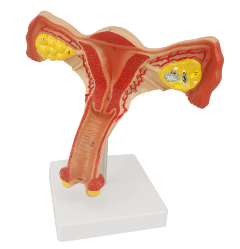 Normal Uterus Ovary Anatomy Model