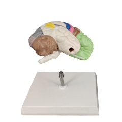 Half Brain Model, Colored Sensory and Motor Areas