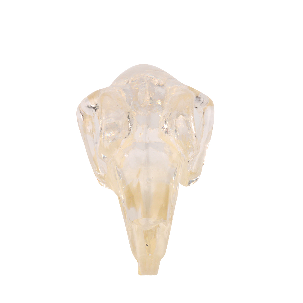 Clear 3D Rabbit Teeth Dentition Model with Skull, Jaw for Teaching