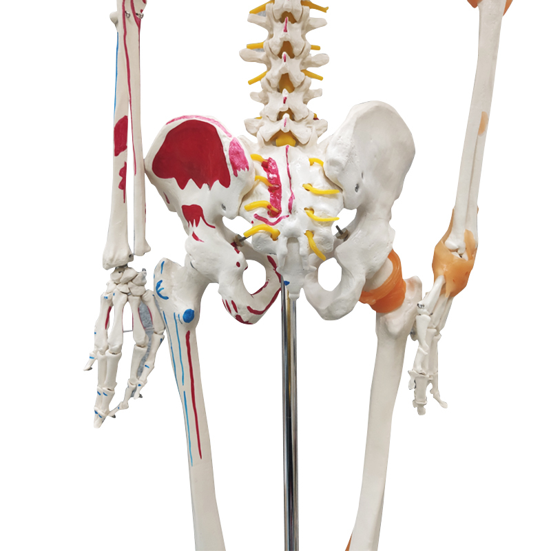 Full Skeleton Model 180cm with Colored Ligaments, Nerve, Stand
