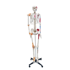 Full Skeleton Model 180cm with Colored Ligaments, Nerve, Stand