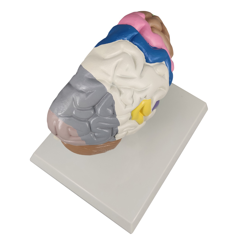 Half Brain Model, Colored Sensory and Motor Areas