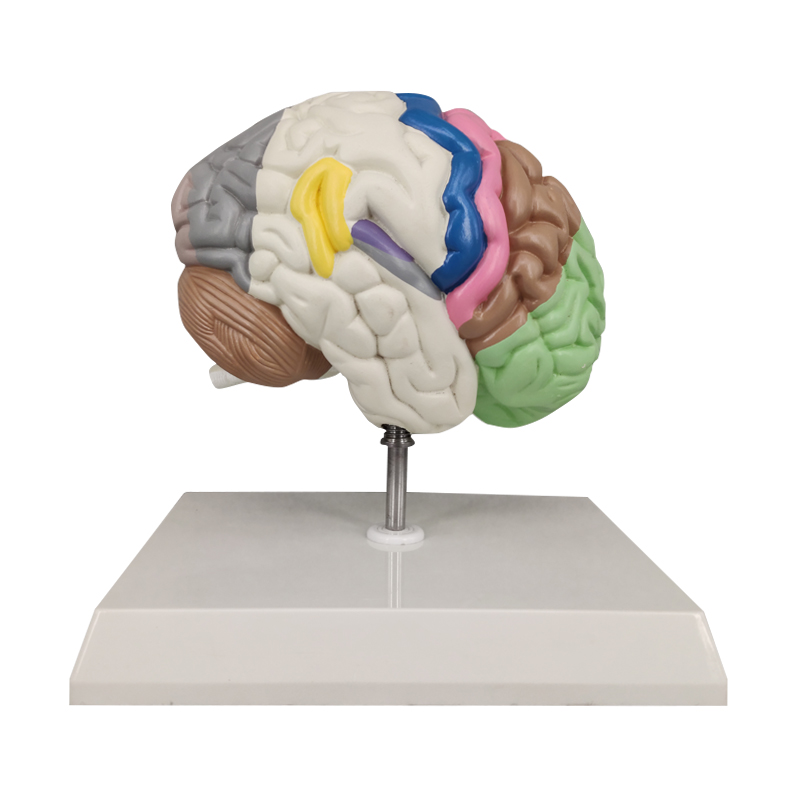 Half Brain Model, Colored Sensory and Motor Areas