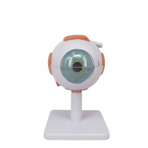 Wholesale Anatomical Eye Model For Teaching