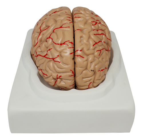Medical 3D Brain Model with Arteries, 7 Parts, Life Size