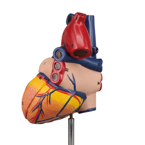 Human Heart Model
