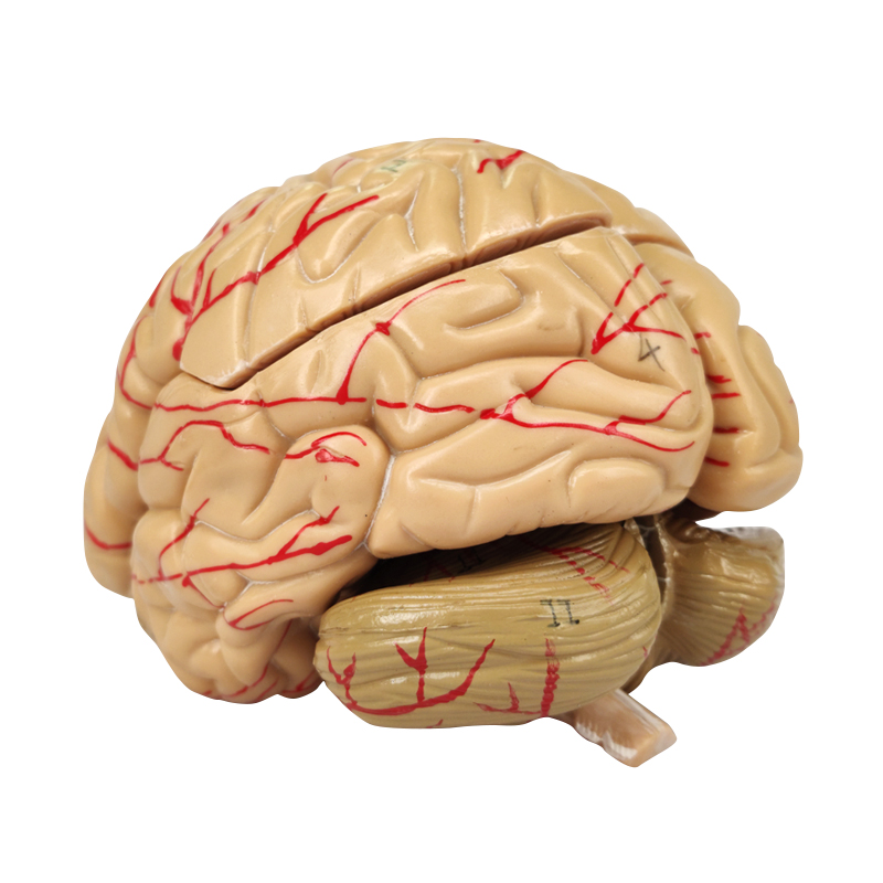 Colored 3D Skull Model with Labels with 8 Parts Artery Brain